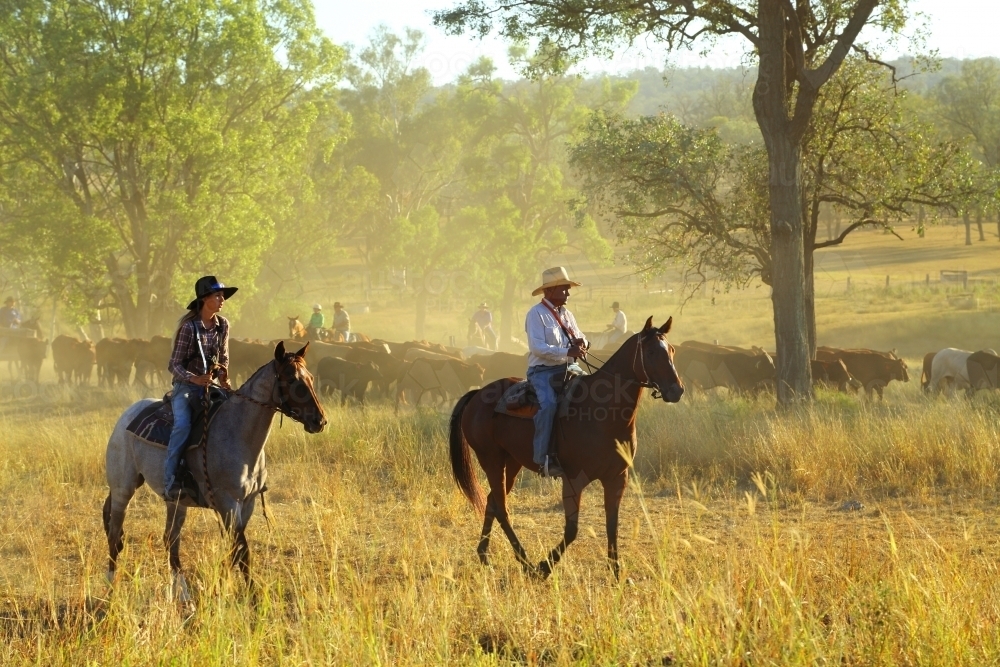 Mustering cattle near Eidsvold, Queensland - Australian Stock Image