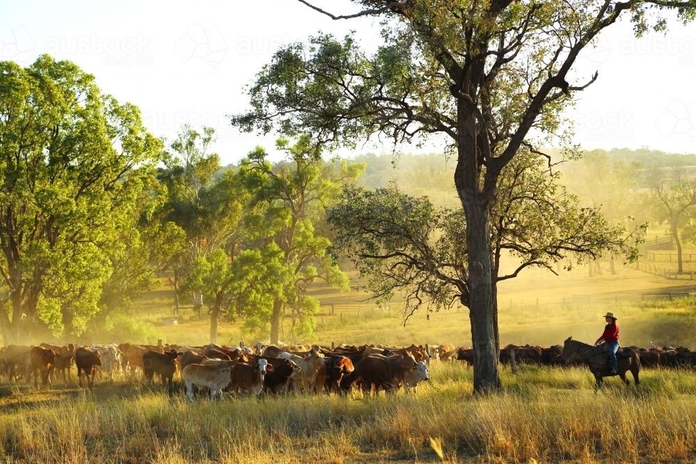 Mustering cattle near Eidsvold, Queensland - Australian Stock Image