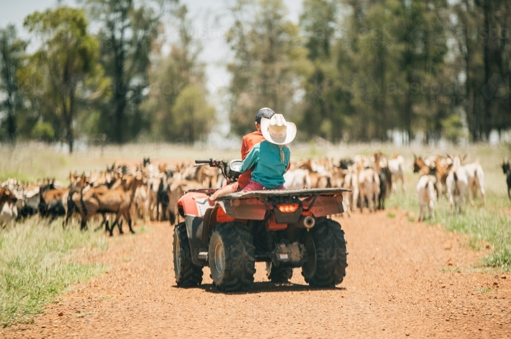 Mustering Goats on Quad Bike - Australian Stock Image
