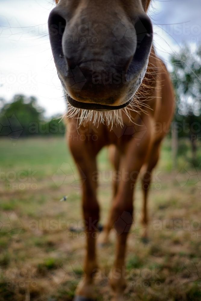Muzzle of a Brown Horse - Australian Stock Image