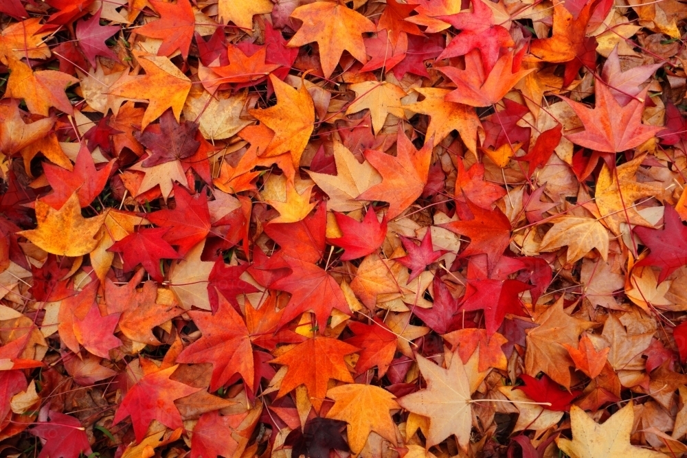 Myriad of rustic leaves in autumn colours, red, orange, amber, brown - Australian Stock Image