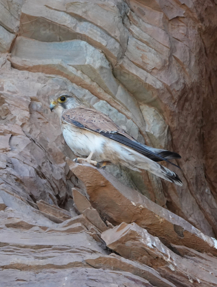 Nankeen Kestrel - Australian Stock Image