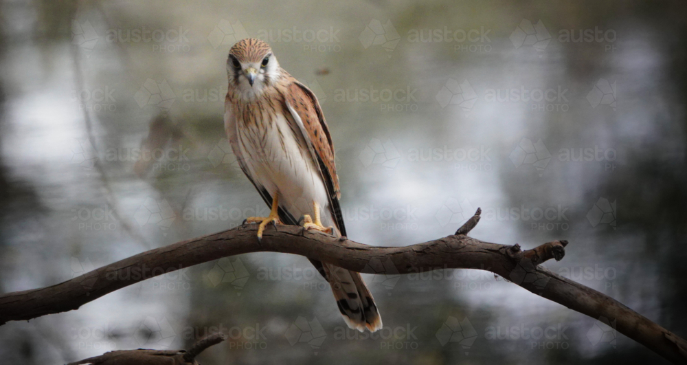 Nankeen Kestrel - Australian Stock Image