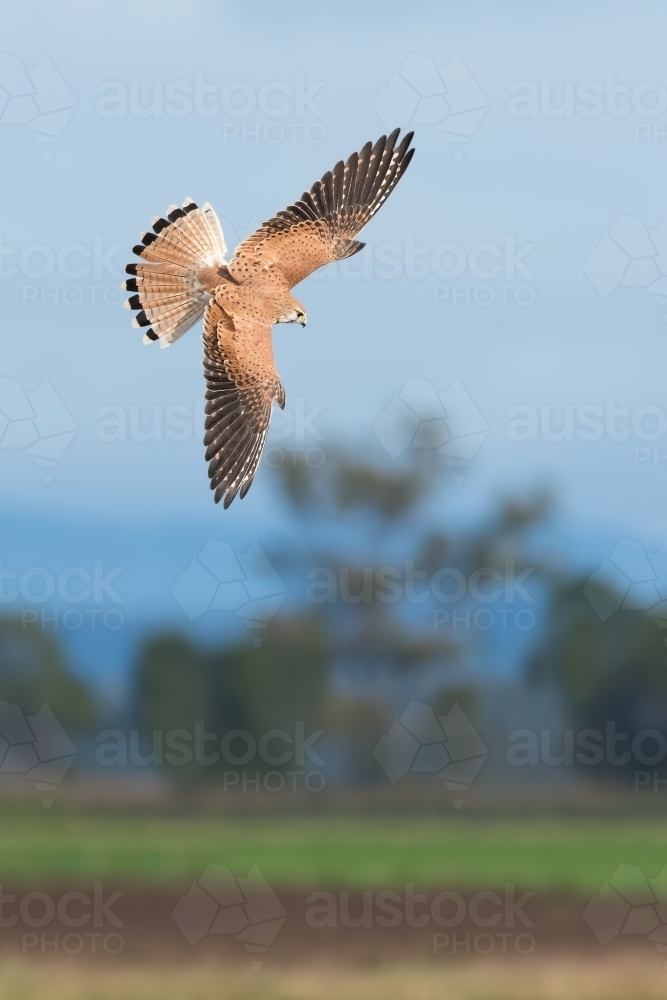 Nankeen Kestrel in flight - Australian Stock Image