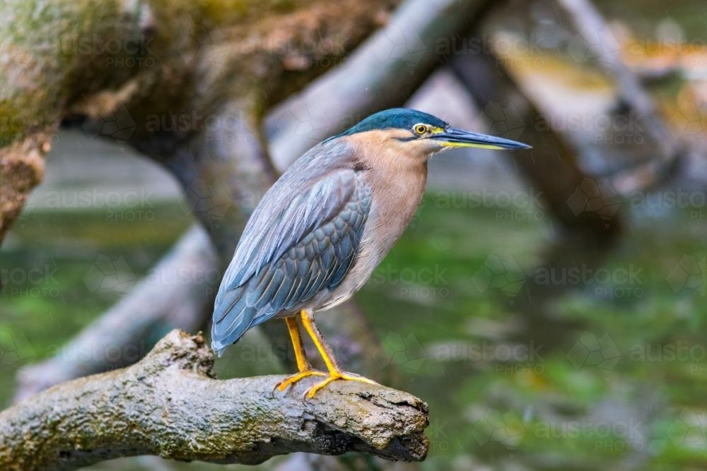Nankeen Night Heron - Australian Stock Image