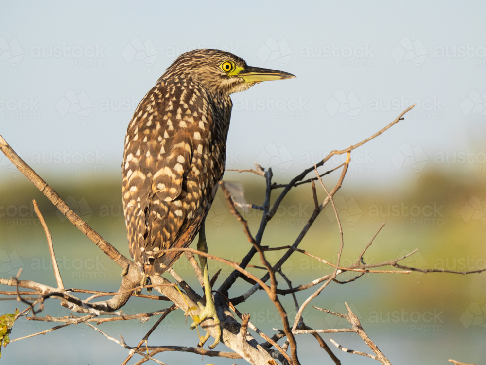 Nankeen night heron perched on bare branches near wetland - Australian Stock Image