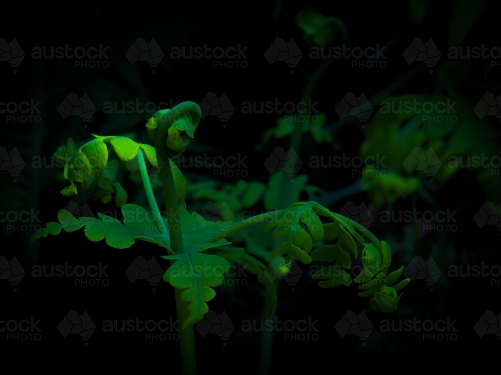 Narrow beam of light on fern frond - Australian Stock Image