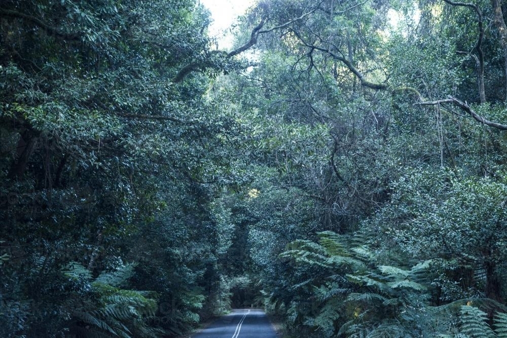 Narrow road with dark forest trees on all sides - Australian Stock Image