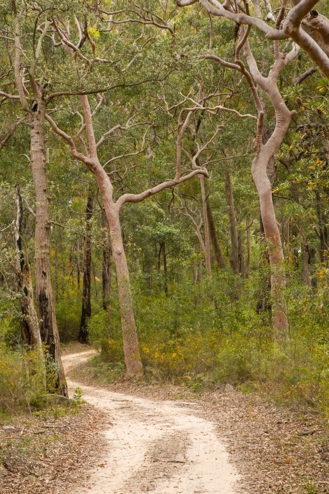 Narrow sandy road winding through eucalypt trees - Australian Stock Image