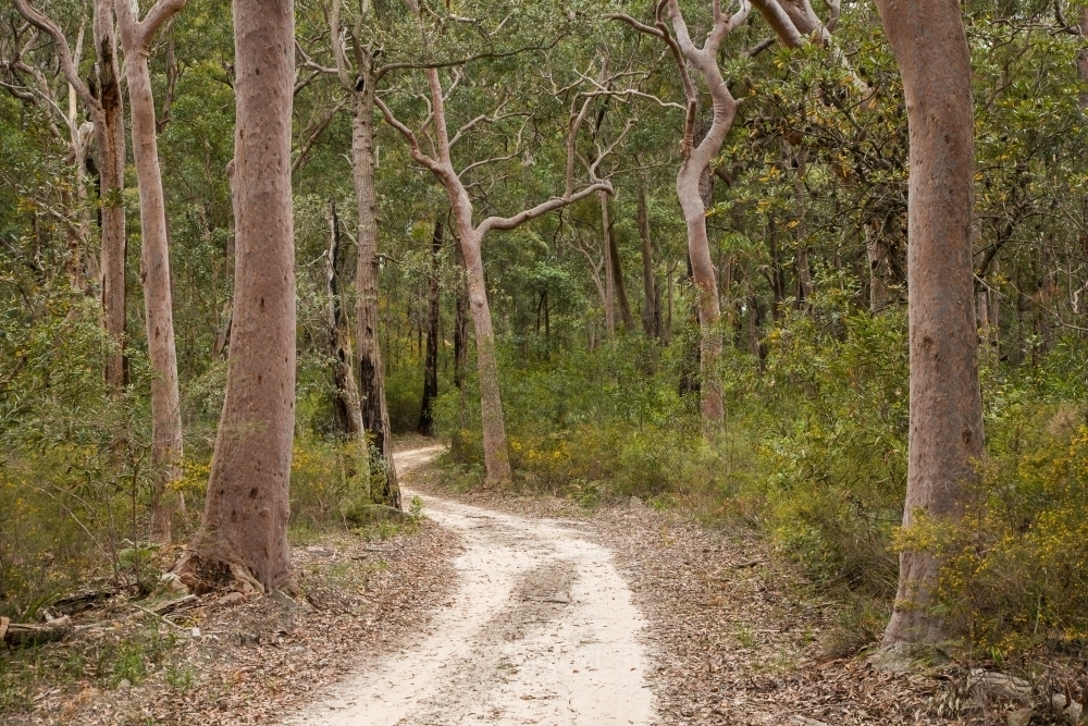 Narrow sandy road winding through eucalypt trees - Australian Stock Image