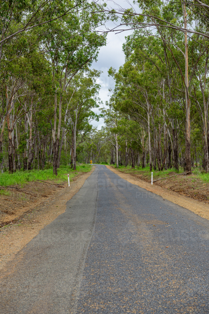 Narrow sealed country road winding through tall native eucalyptus trees and dense green woodland - Australian Stock Image