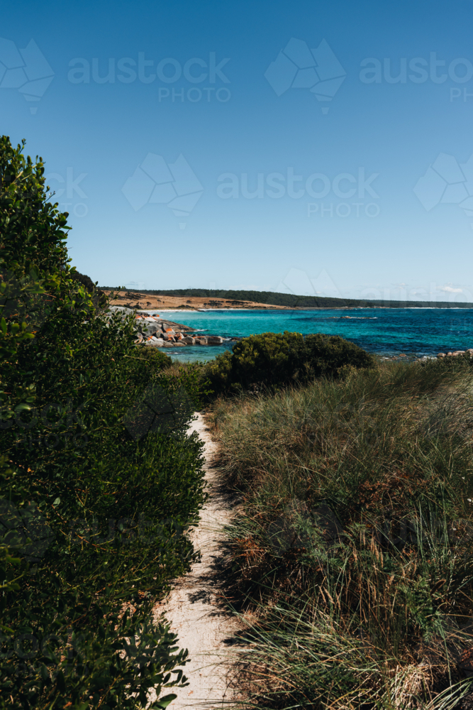 Narrow white sandy trail winding through thick grasses leading to the beach - Australian Stock Image