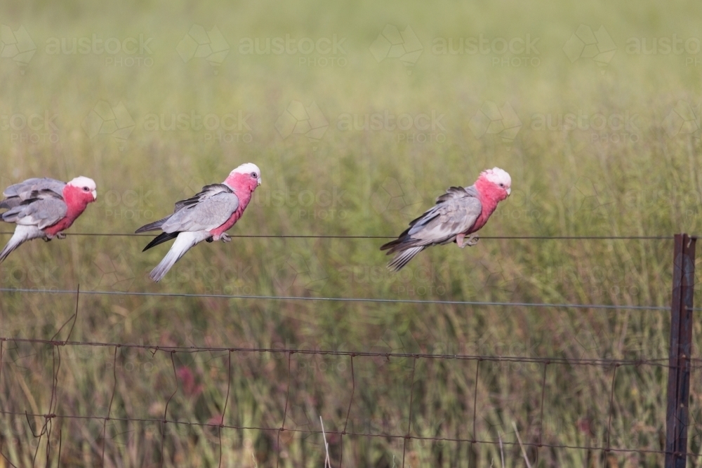 Native Australian bird (Galah) sitting on a fence in front of a canola crop on a farm - Australian Stock Image