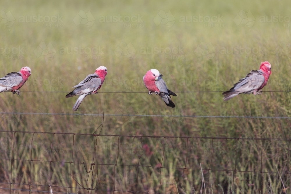 Native Australian bird (Galah) sitting on a fence in front of a canola crop on a farm - Australian Stock Image