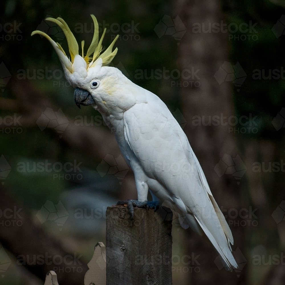 Native Australian Cockatoo Perched on a Fence Post - Australian Stock Image