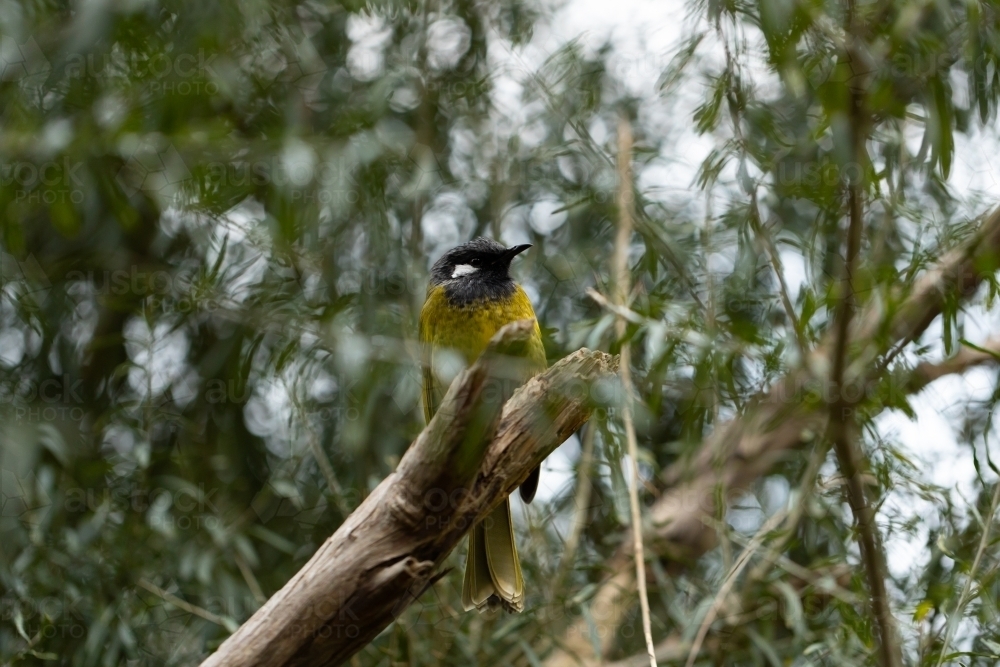 Native Australian critically endangered helmeted honeyeater bird (Lichenostomus melanops cassidix) o - Australian Stock Image