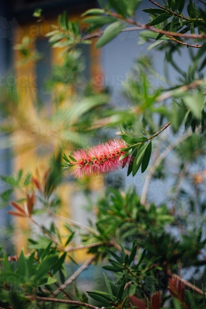 Native Australian Flower - Australian Stock Image