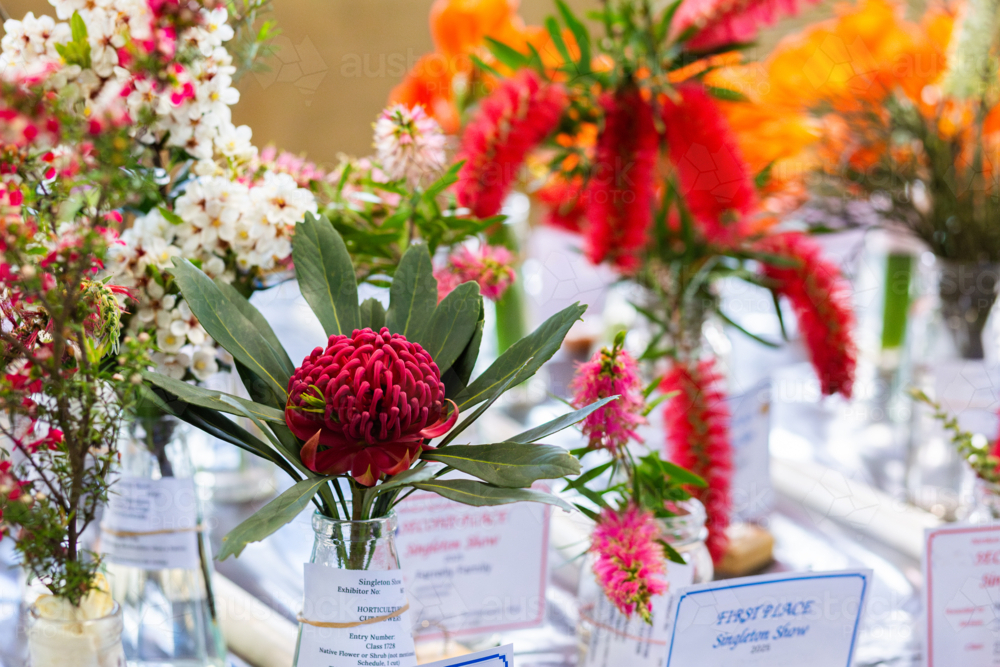 Image of Native Australian flower entries in horticulture exhibition at ...
