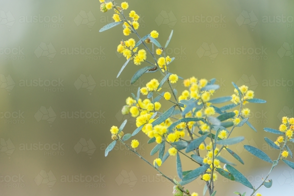 native australian flower, wattle - Australian Stock Image