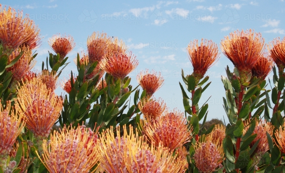 Native Australian Flowers with blue sky in background - Australian Stock Image