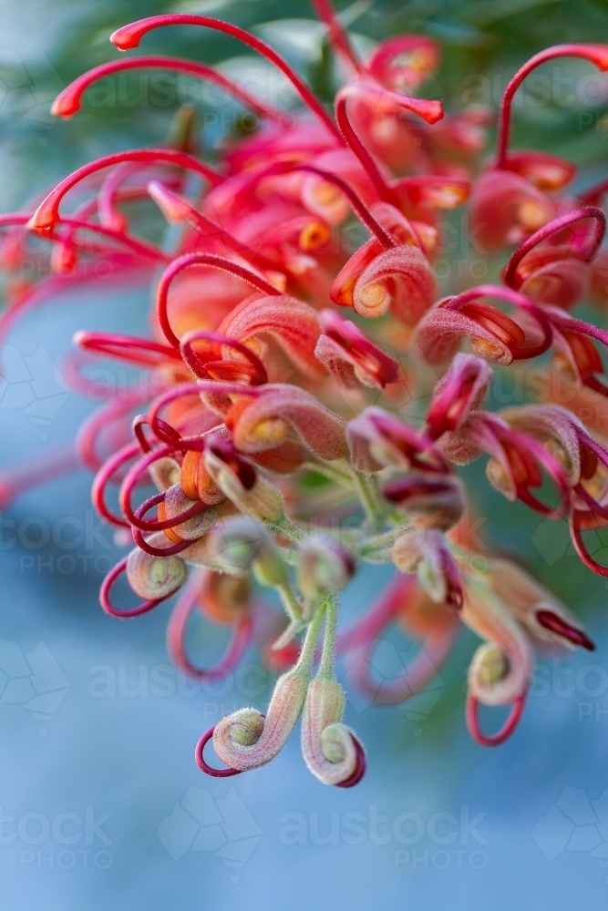 native Australian grevillea Spider flower detail against blue - Australian Stock Image