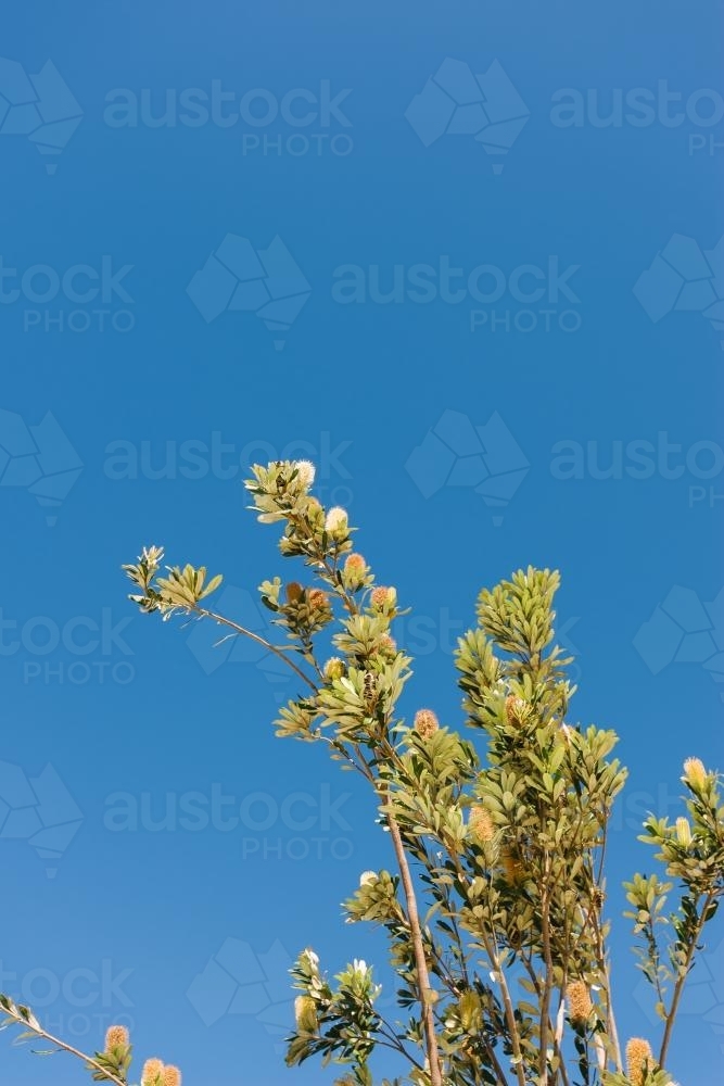 native banksia against a blue sky - Australian Stock Image
