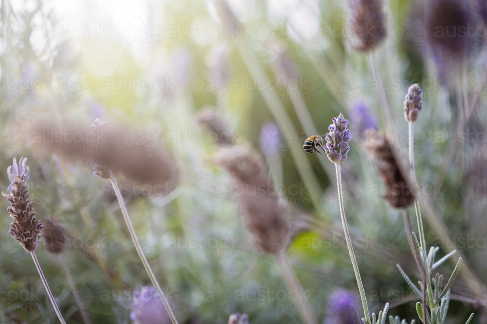 Native Bee in the garden - Australian Stock Image