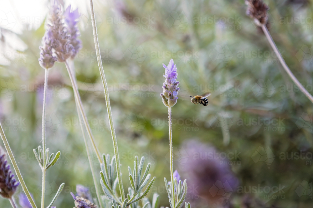 Native Bee in the garden - Australian Stock Image