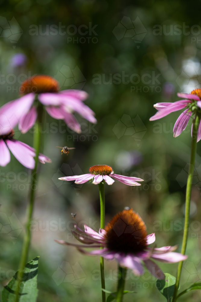 native bees enjoying the pink echinacea - Australian Stock Image