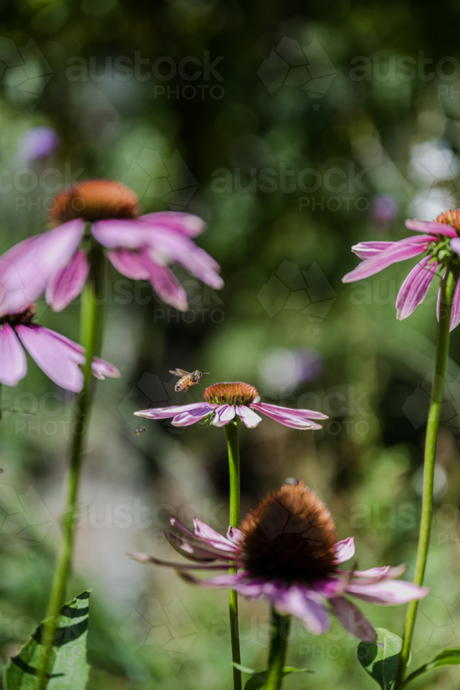 native bees enjoying the pink echinacea - Australian Stock Image