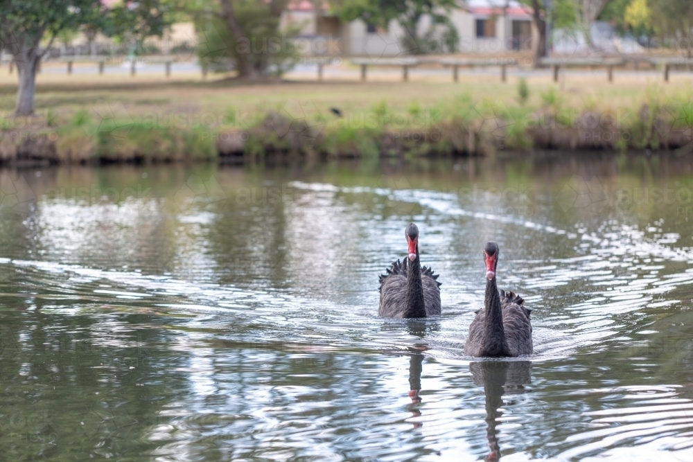 Native bird black swan pair - Australian Stock Image