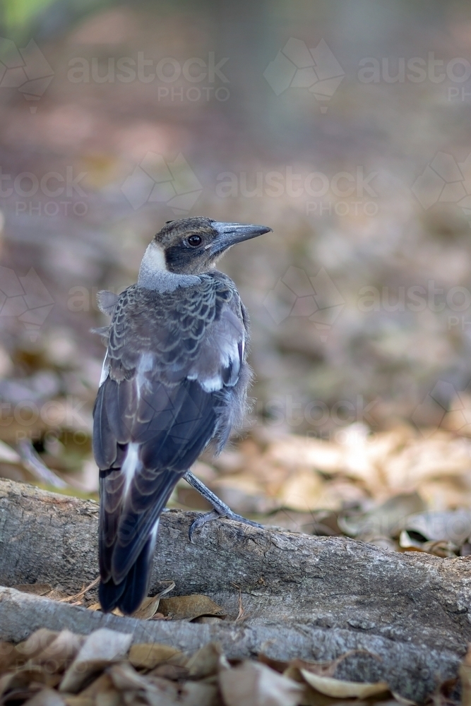Native bird Magpie fledgling - Australian Stock Image