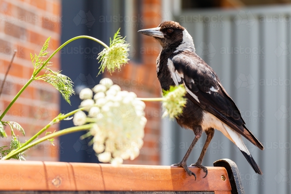 Native bird, magpie perched on bench seat on back patio of aussie home - Australian Stock Image
