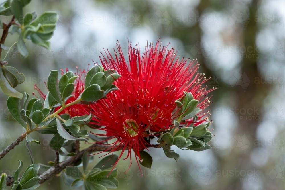 native blossom with bright red stamens - Australian Stock Image