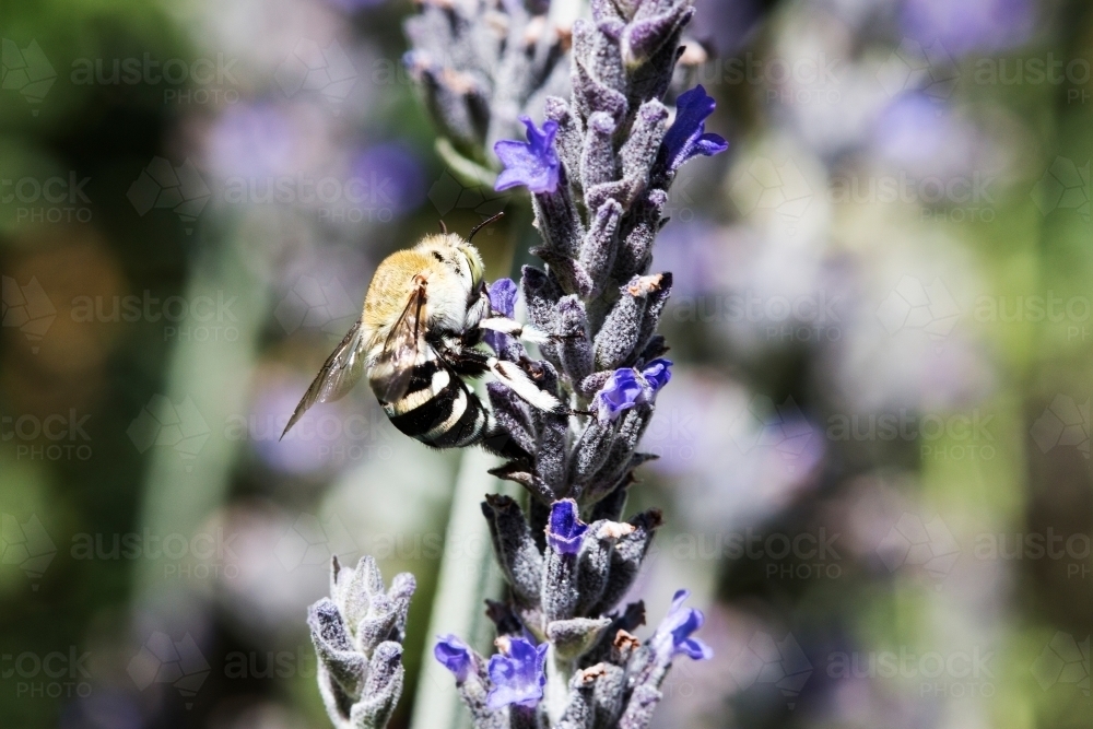 Native blue banded bee on lavender - Australian Stock Image