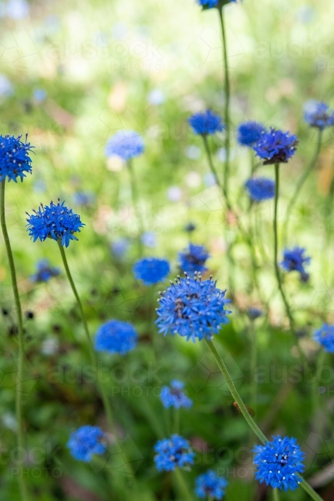 Image of Native blue flower clusters Austockphoto