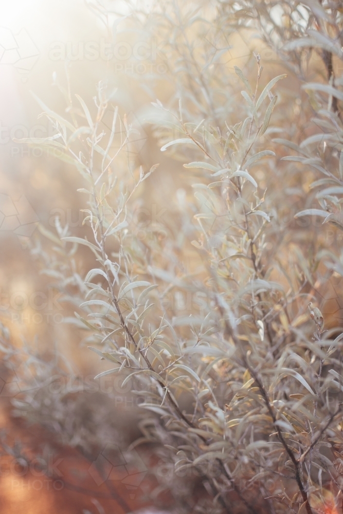 Native bush in soft light - Australian Stock Image