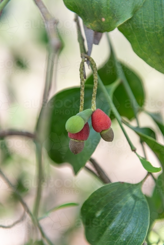 Native Cherries - Australian Stock Image