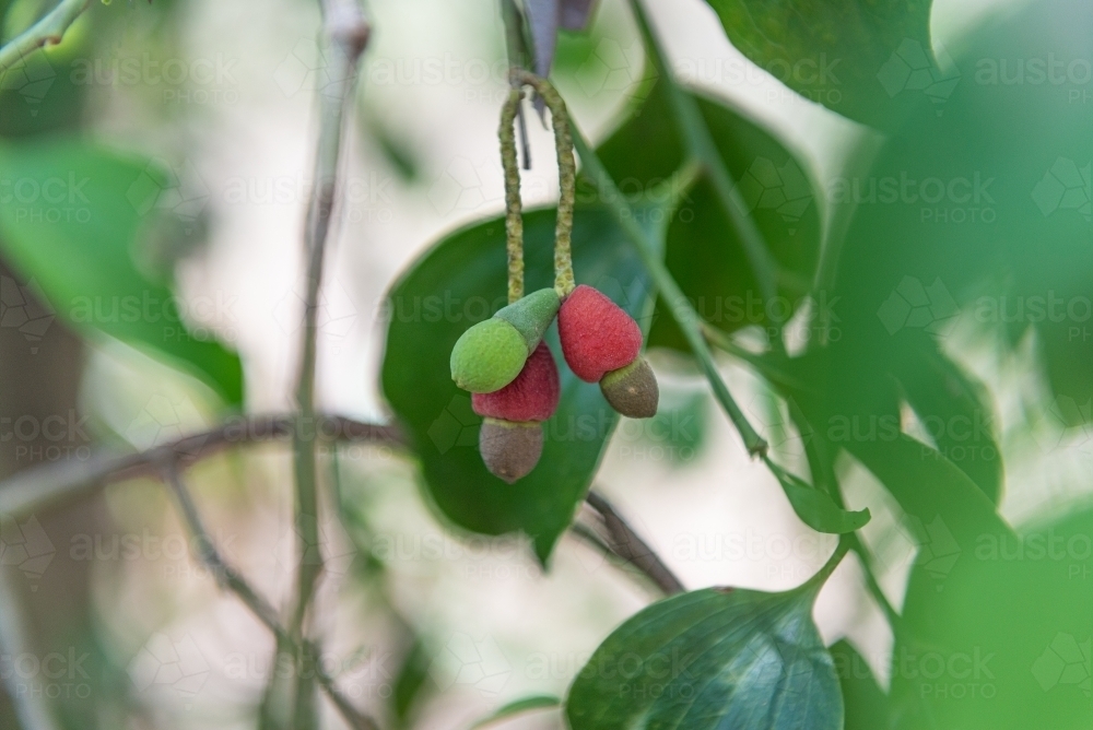 Image of Native Cherries Austockphoto