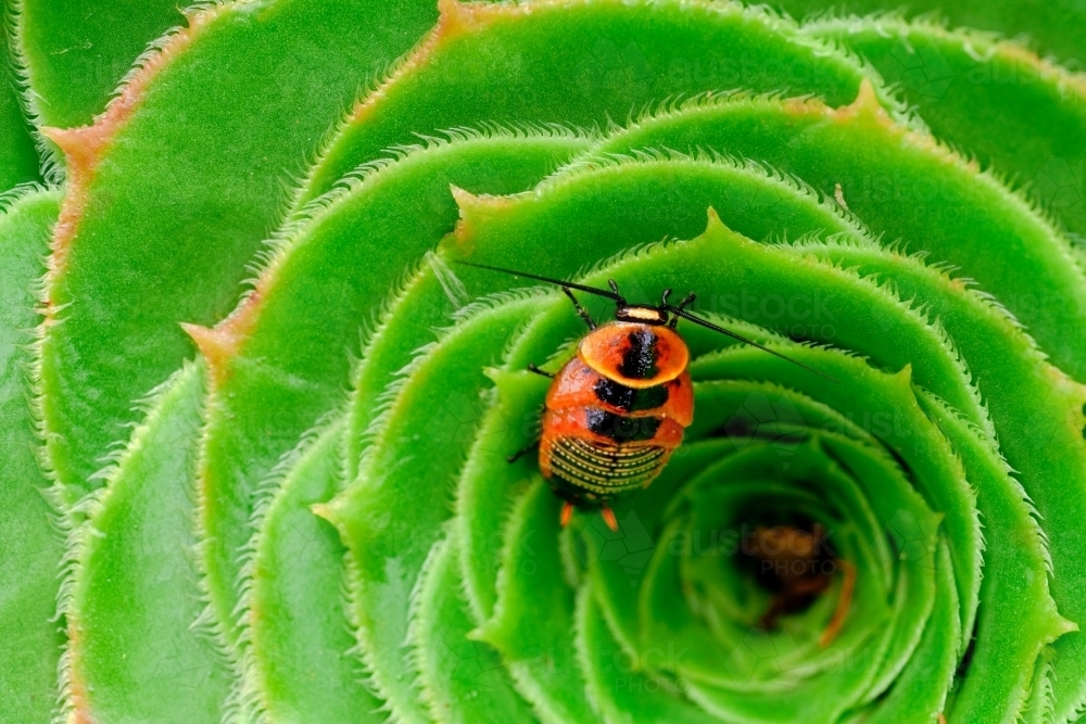 Image of Native Cockroach on an Aeonium Simsii - Austockphoto