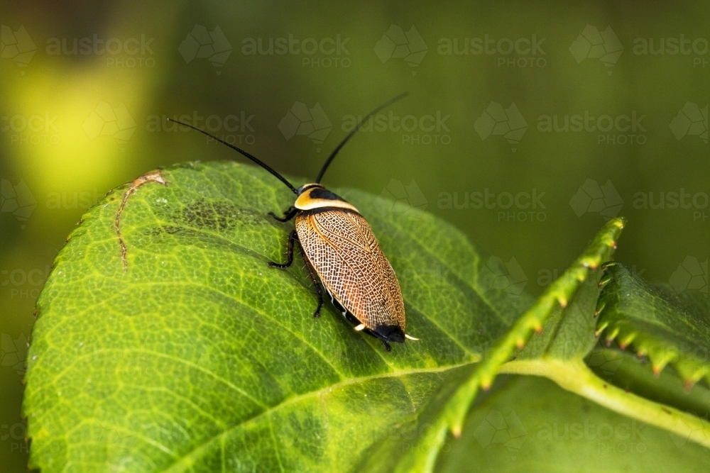 Native cockroach on rose leaf - Australian Stock Image