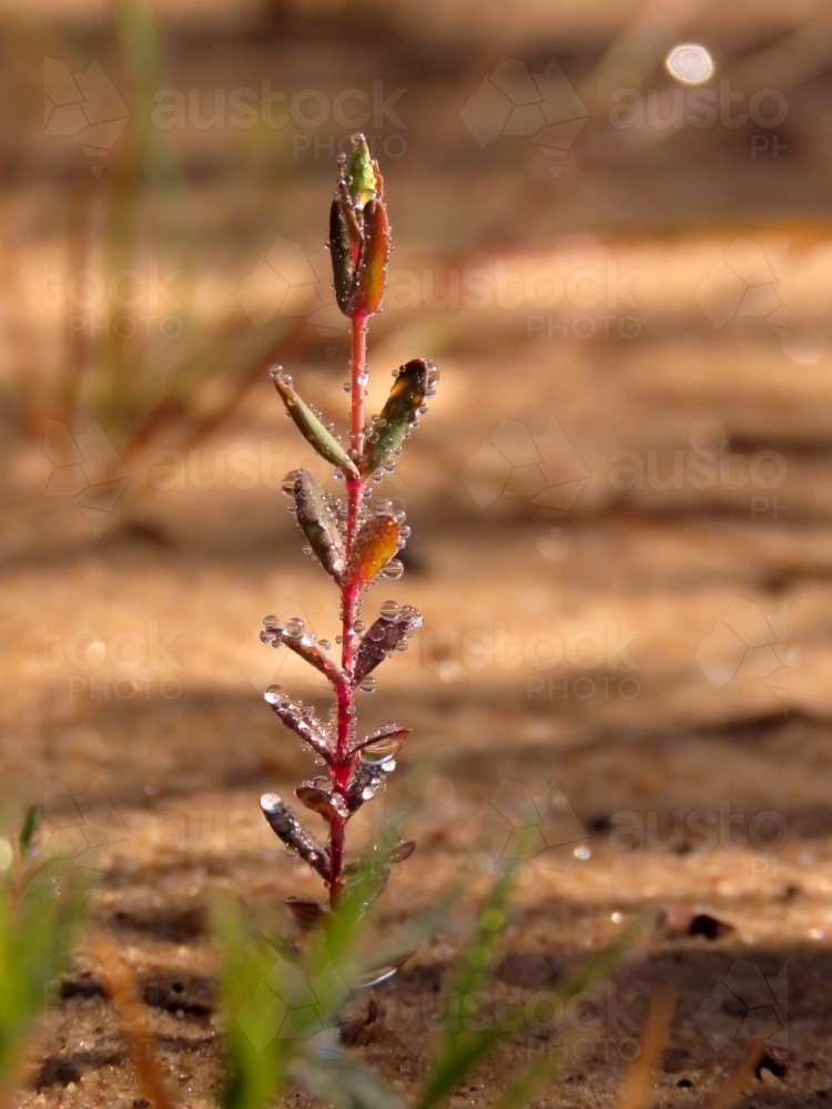 Native Darwinia seedling, with single bud, covered with tiny dewdrops in the morning - Australian Stock Image