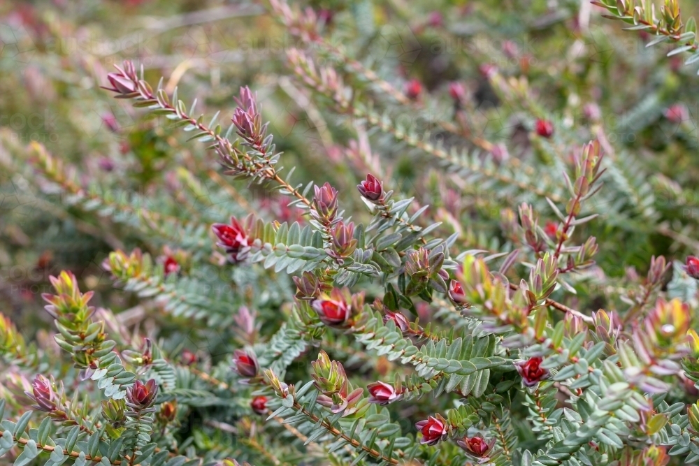 native darwinia shrub - Australian Stock Image