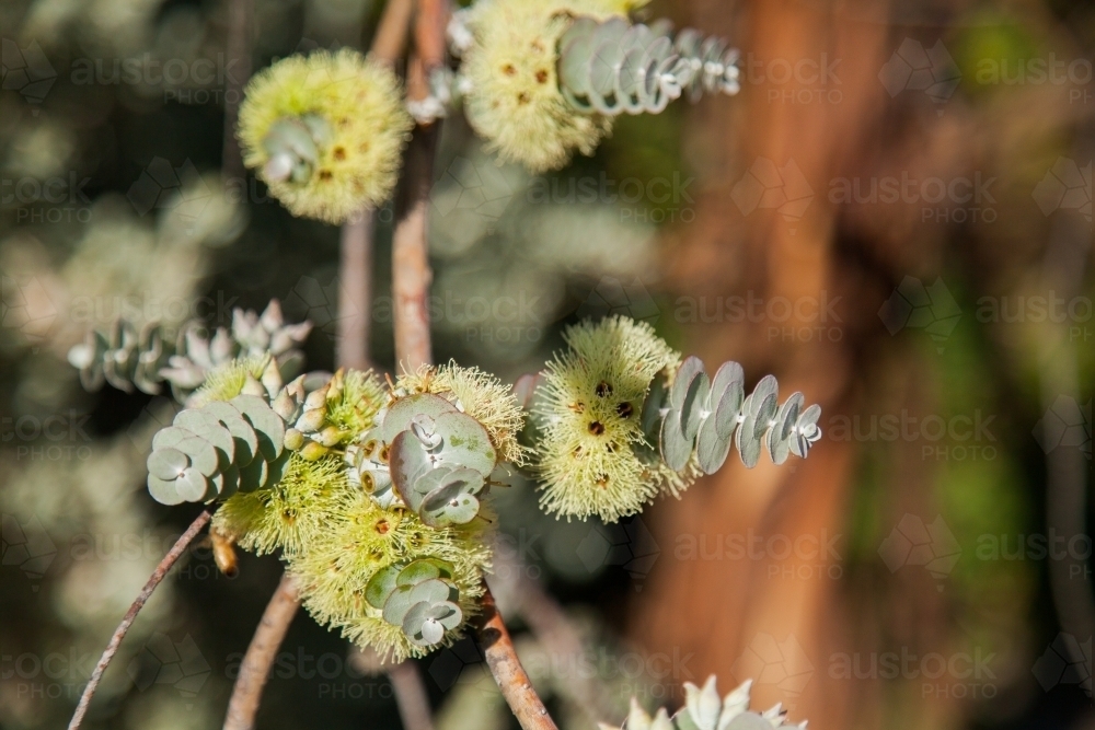 Native eucalyptus bush blossoming - Australian Stock Image