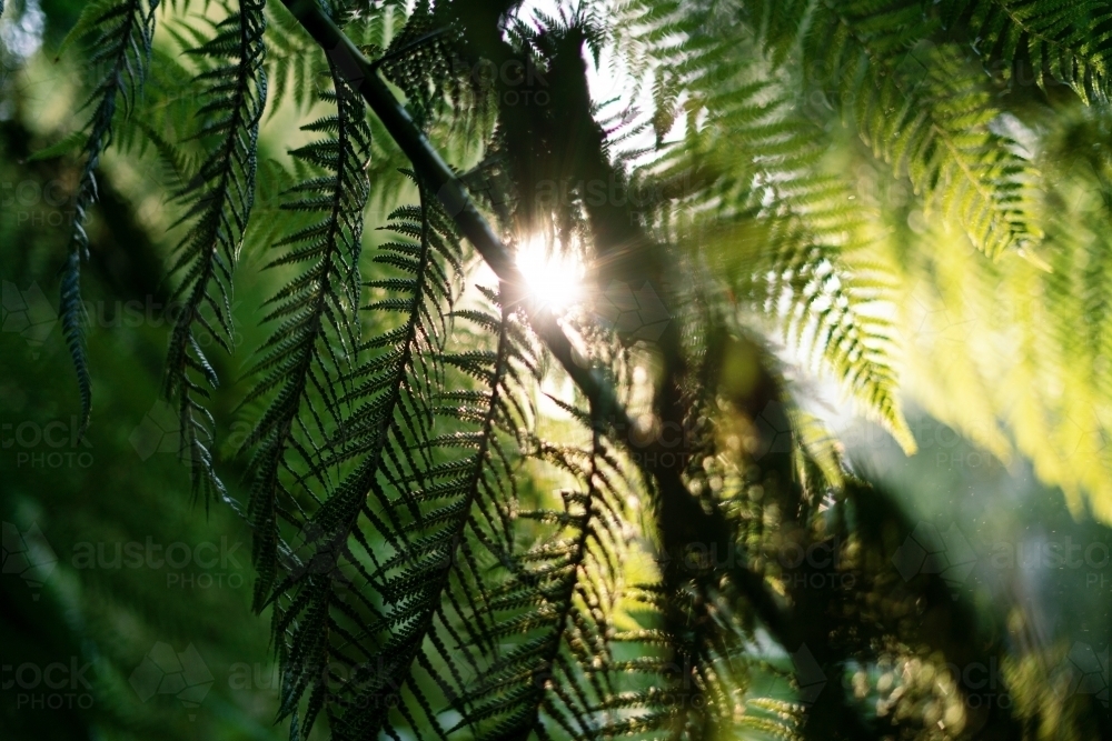 Native Fern with Sunlight - Australian Stock Image