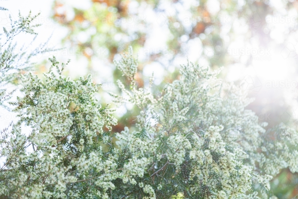 Native flowers on bush in sunlight - Australian Stock Image