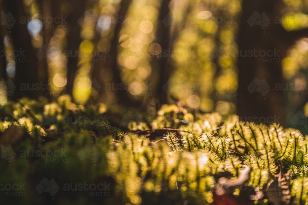 Native Forest Close Up, Tasmania - Australian Stock Image