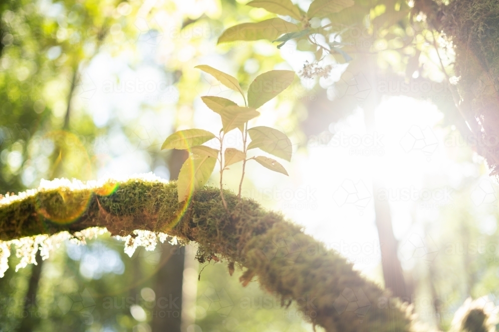 Native Forest growth - Australian Stock Image
