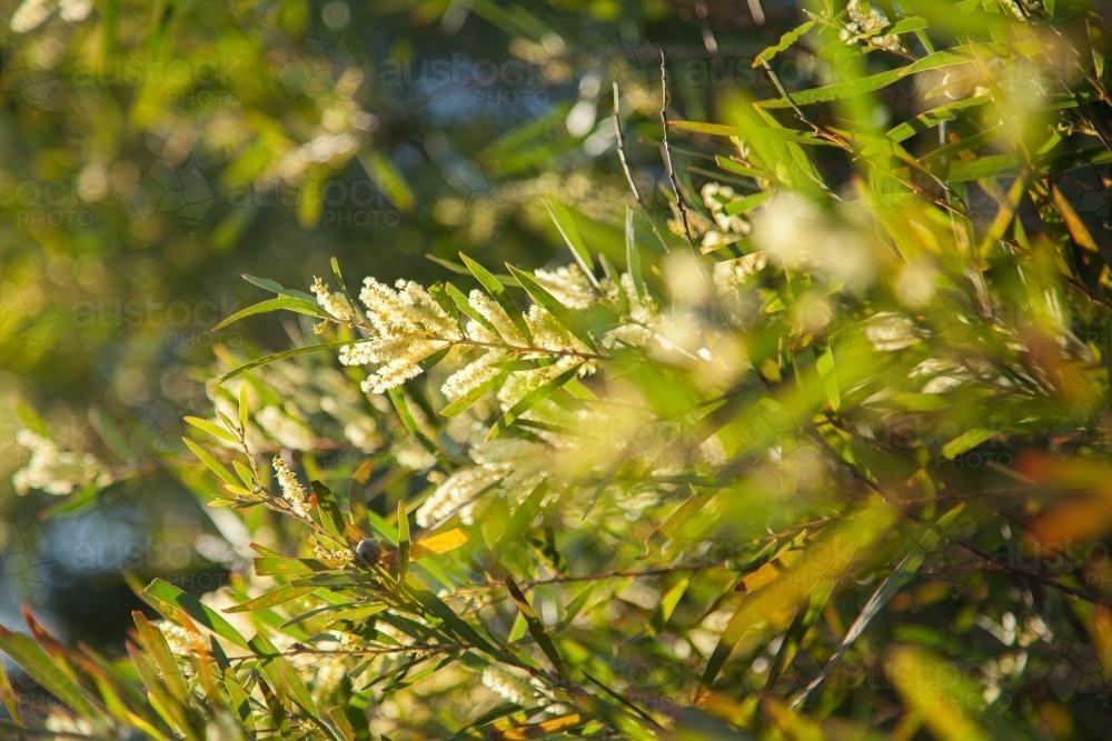 Native golden wattle blossoms on a bush - Australian Stock Image