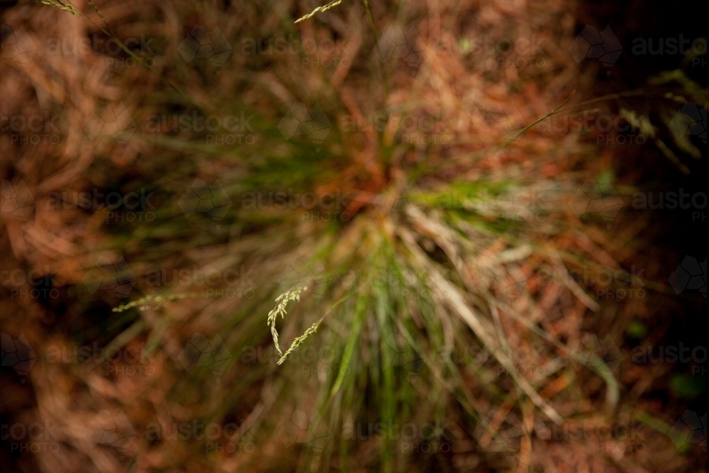 Native grass - Australian Stock Image